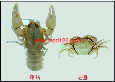 肺吸虫中宿主.jpg (20098 字节)