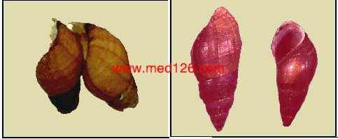 川卷螺.jpg (18680 字节)